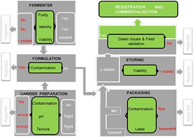 From Isolation of Phosphate Solubilizing Microbes to Their Formulation and Use as Biofertilizers: Status and Needs